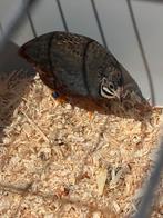 Chinese dwergkwartels, Dieren en Toebehoren, Vogels | Overige Vogels, Meerdere dieren