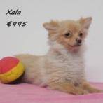 "Xala" Pomchi - pup te koop, België, 15 weken tot 1 jaar, CDV (hondenziekte), Teef