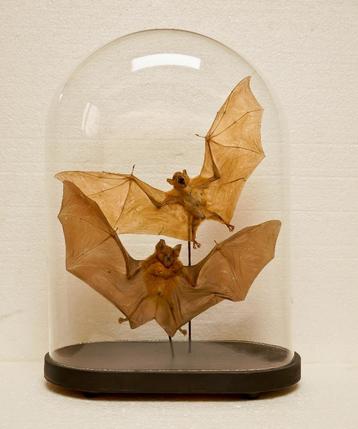 2 vliegende vleermuizen in stolp beschikbaar voor biedingen