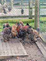 Hennen Brahma porselein, Dieren en Toebehoren, Pluimvee