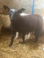 Rammen te koop, Dieren en Toebehoren, Schapen, Geiten en Varkens, Mannelijk, Schaap