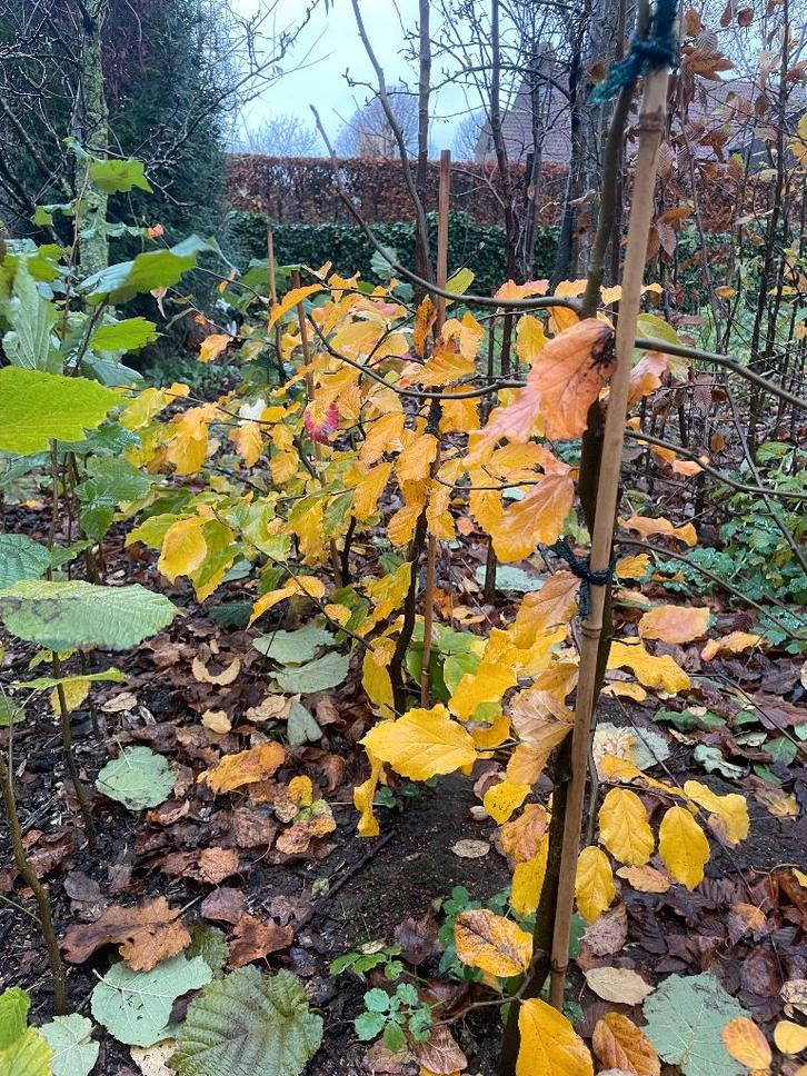 Parrotia persica, Tuin en Terras, Planten | Bomen, Zomer, Ophalen