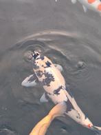 Japanse koi shiro utsuri, Dieren en Toebehoren, Karper of Koi
