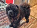 Chow chow Dekreu, Dieren en Toebehoren, Honden | Dekreuen, België, Fokker | Hobbymatig, Reu, CDV (hondenziekte)