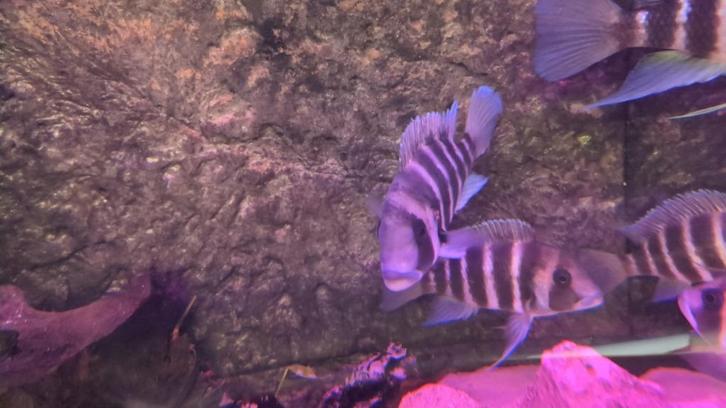 prachtig aquarium 2x0.5x0.60, Dieren en Toebehoren, Vissen | Aquaria en Toebehoren, Zo goed als nieuw, Leeg aquarium, Ophalen