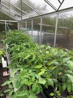 Tomatenplanten, Jardin & Terrasse, Plantes | Jardin, Annuelle, Plein soleil, Enlèvement ou Envoi, Plantes potagères