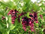 Fazantenbes struiken, Tuin en Terras, Ophalen of Verzenden, Overige soorten, Struik, 100 tot 250 cm