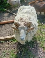 Schaap, Dieren en Toebehoren, Schapen, Geiten en Varkens, Mannelijk, Schaap, 3 tot 5 jaar