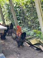 Jonge Brahma Goudpatrijs haan, Dieren en Toebehoren, Kip, Mannelijk