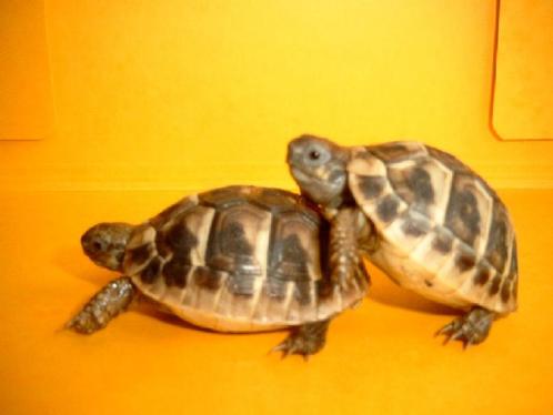 Tortues terrestres D' Hermann, Animaux & Accessoires, Reptiles & Amphibiens, Tortue, 0 à 2 ans