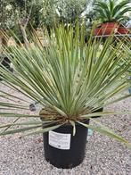 Yucca Rostrata - palmlelie, Jardin & Terrasse, Plantes | Jardin, Enlèvement