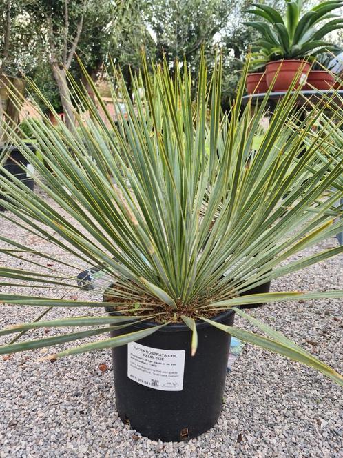 Yucca Rostrata - palmlelie, Tuin en Terras, Planten | Tuinplanten, Ophalen