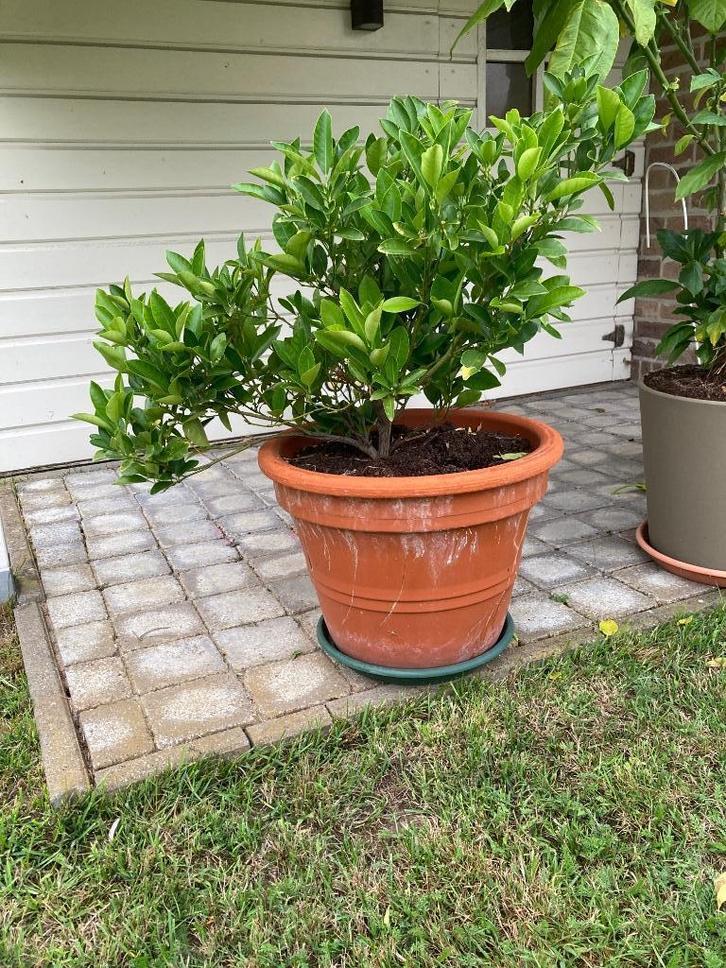 Mandarijnplant, Tuin en Terras, Planten | Bomen, Minder dan 100 cm, Volle zon, Herfst, In pot, Ophalen