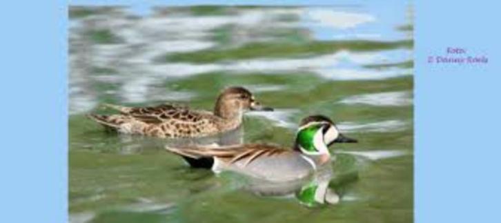 Carolina eend en baikaltaling hen, Dieren en Toebehoren, Pluimvee, Eend