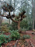 olijf boom bonsai, Tuin en Terras, Ophalen of Verzenden