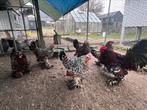 Te koop broedeieren sabelpootkriel porselein., Dieren en Toebehoren, Pluimvee
