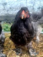 Brahma van tt + gewoone haan, Meerdere dieren, Kip