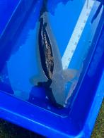 Japanese koi - KAGAMI GOI 65 cm, Karper of Koi