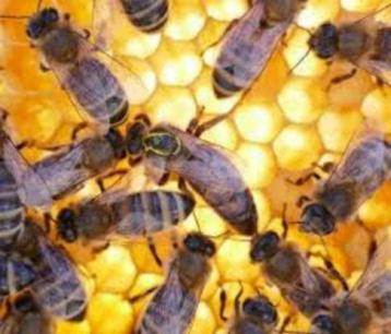 Essaim colonie d'abeilles Carnica, Abeilles