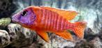 Aulonocara "red rubin", Vis, Zoetwatervis