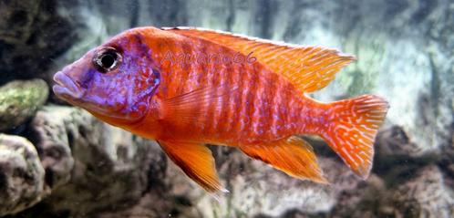 Aulonocara "red rubin", Dieren en Toebehoren, Vissen | Aquariumvissen, Zoetwatervis, Vis