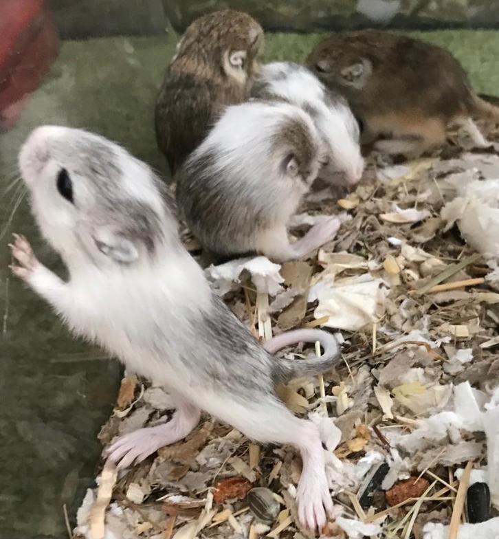 6 jonge gerbils pups, Dieren en Toebehoren, Knaagdieren, Meerdere dieren, Overige typen, September, Tam