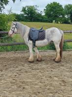 Verschillende mooie knutselaars, Dieren en Toebehoren, Paarden, Merrie, Minder dan 160 cm, Zadelmak, 3 tot 6 jaar