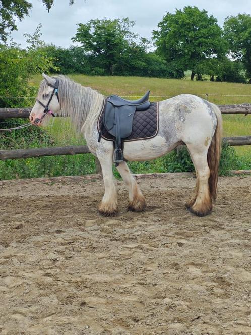 Verschillende mooie knutselaars, Dieren en Toebehoren, Paarden, Merrie, Zadelmak, Minder dan 160 cm, 3 tot 6 jaar, Recreatiepaard