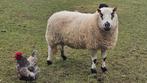 Kerry Hill Ram, Dieren en Toebehoren, Schapen, Geiten en Varkens, Mannelijk, Schaap, 3 tot 5 jaar