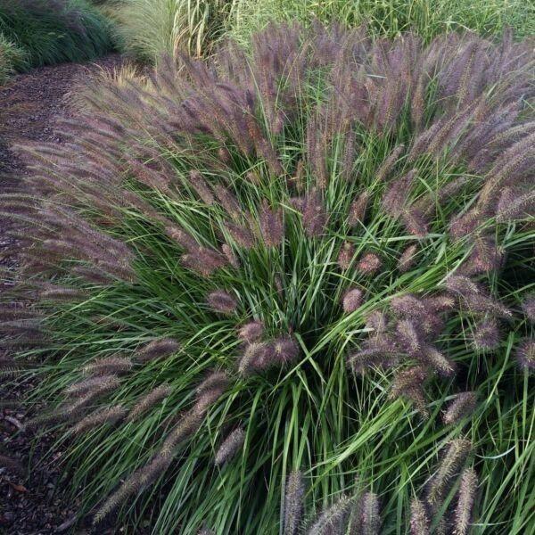 Lampenpoetsersgras, Tuin en Terras, Planten | Tuinplanten, Halfschaduw, Winter, Ophalen