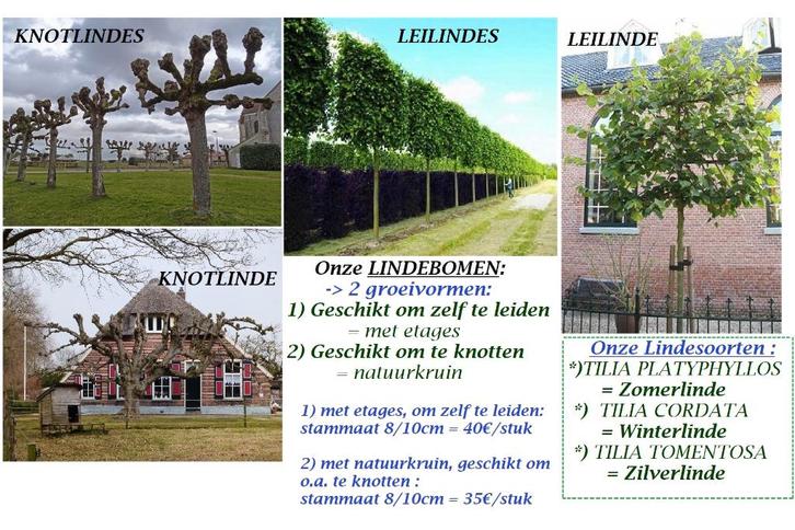 LINDEBOMEN (TILIA): OM TE KNOTTEN OF OM TE LEIDEN (LEILINDE), Tuin en Terras, Planten | Bomen, Leiboom, 250 tot 400 cm, Volle zon