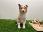 Australische Herder pups, Dieren en Toebehoren, Honden | Herdershonden en Veedrijvers, België, CDV (hondenziekte), 8 tot 15 weken