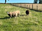 3 jonge bokken te koop ze zijn van begin februari, Dieren en Toebehoren, Schapen, Geiten en Varkens