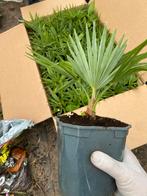 Trachycarpus soorten, Ophalen of Verzenden