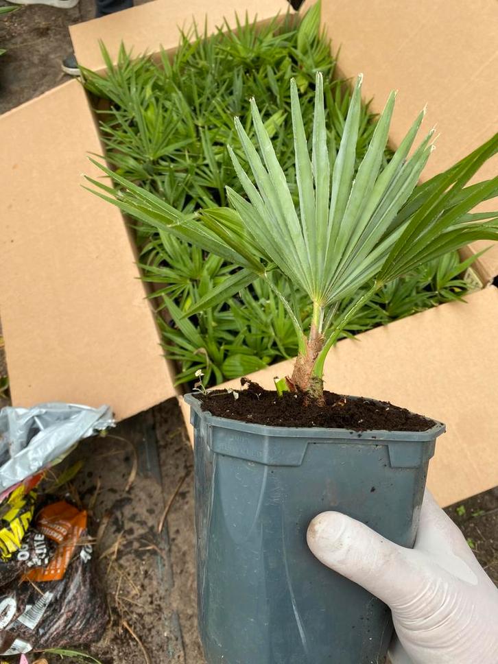 Trachycarpus soorten, Tuin en Terras, Planten | Tuinplanten, Ophalen of Verzenden