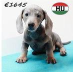 Teckel - Kortharige pups te koop, 15 weken tot 1 jaar, Handelaar, CDV (hondenziekte), Meerdere