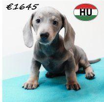 Teckel - Kortharige pups te koop, Dieren en Toebehoren, Honden | Teckels en Dashonden, Meerdere dieren, Korthaar, Handelaar, Meerdere