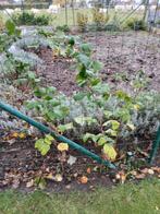 Twee frambozen struiken, Tuin en Terras, Planten | Tuinplanten, Ophalen, Vaste plant, Fruitplanten