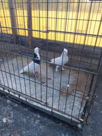 Mooie koppel hoogvlieger iranees duiven, Dieren en Toebehoren