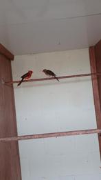 Rode kardinaal koppel 2025 te koop, Dieren en Toebehoren