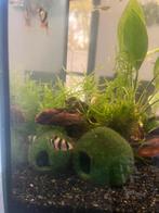 2 sumatraanvissen, Dieren en Toebehoren, Vissen | Aquariumvissen, Vis, Zoetwatervis, Schoolvis