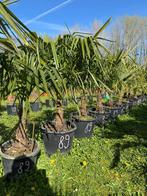 A seulement 89€ l’un  palmiers  trachycarpus fortunei 18l, En pot, Enlèvement ou Envoi