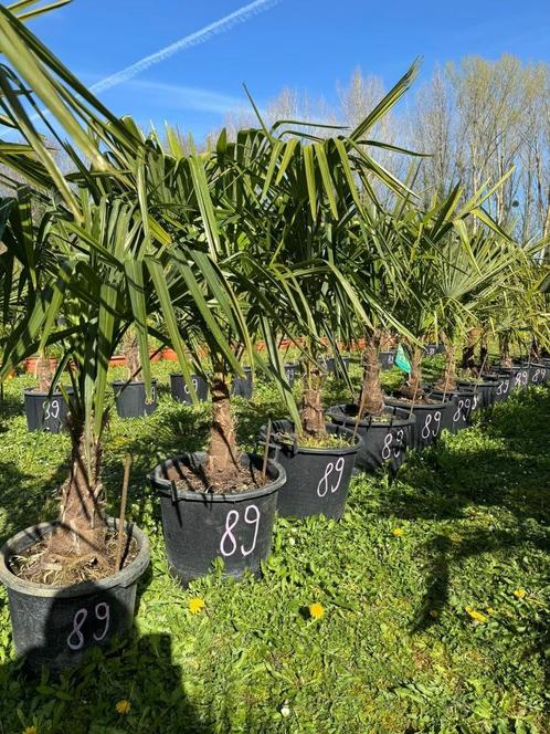 A seulement 89€ l’un  palmiers  trachycarpus fortunei 18l, Tuin en Terras, Planten | Bomen, In pot, Ophalen of Verzenden