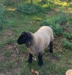 Agnelle Suffolk, ouders met hun genealogie, Dieren en Toebehoren