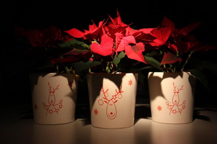 Bloempotjes met kerstmotief, grote voorraad, Diversen, Kerst, Nieuw, Ophalen