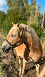 Fijne goedgebouwde stamboek Haflinger merrie, Dieren en Toebehoren, Merrie, Minder dan 160 cm, 0 tot 2 jaar, Gechipt