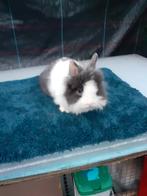 Dwerg konijnen vrouwtjes 7weken oud, Nain