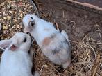 3 dwergkonijnen, Dieren en Toebehoren