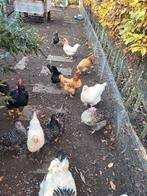 Legkippen, Dieren en Toebehoren