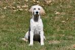 Golden Retriever pups te koop, Dieren en Toebehoren, Honden | Retrievers, Spaniëls en Waterhonden, Golden retriever, België, 15 weken tot 1 jaar